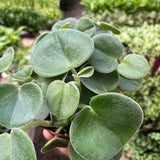 Peperomia 'Felted'