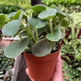 Peperomia 'Felted'