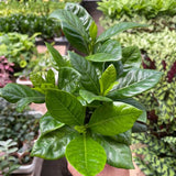 Gardenia 'Arbusto' 