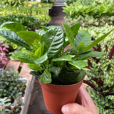 Gardenia 'Arbusto' 