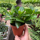 Gardenia 'Arbusto' 