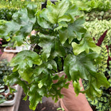 Fern 'Nicolas Diamond'