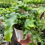 Fern 'Nicolas Diamond'