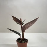 Ludisia Discolor