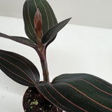 Ludisia Discolor