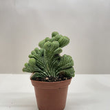 Succulent Cereus Coral Green