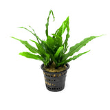 Java Fern (Microsorum pteropus) – Mother Pot