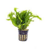 Java Fern 'Windelov' (Microsorum pteropus)