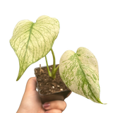 Monstera Deliciosa 'White Monster'