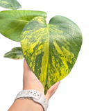 Monstera Deliciosa 'Yellow Marilyn'