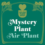 Mystery Air Plant - House Plant Shop