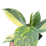 Philodendron 'White Wizard' Tricolor